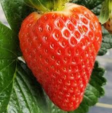ત્વચા અને વાળને સુંદર બનાવવા છે તો ખાવો આ ફળ, મિનરલ્સ અને વિટામિનથી ભરપૂર આ ફળના ફાયદા છે અનેક