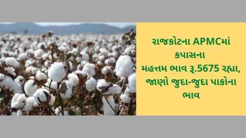 રાજકોટના APMCમાં કપાસના મહત્તમ ભાવ રૂ.5675 રહ્યા, જાણો ગુજરાતના વિવિધ માર્કેટ યાર્ડમાં ભાવોની માહિતી