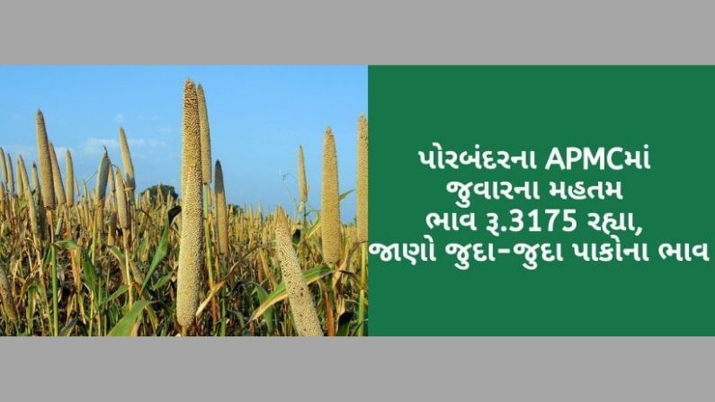 પોરબંદર APMCમાં જુવારના મહતમ ભાવ રૂ.3175 રહ્યા, જાણો ગુજરાતના વિવિધ માર્કેટ યાર્ડમાં ભાવોની માહિતી