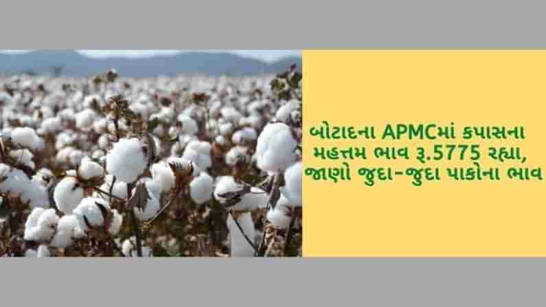 બોટાદના APMCમાં કપાસના મહત્તમ ભાવ રૂ.5775 રહ્યા, ગુજરાતના વિવિધ માર્કેટયાર્ડના 08 ઓક્ટોબરનાં ભાવ