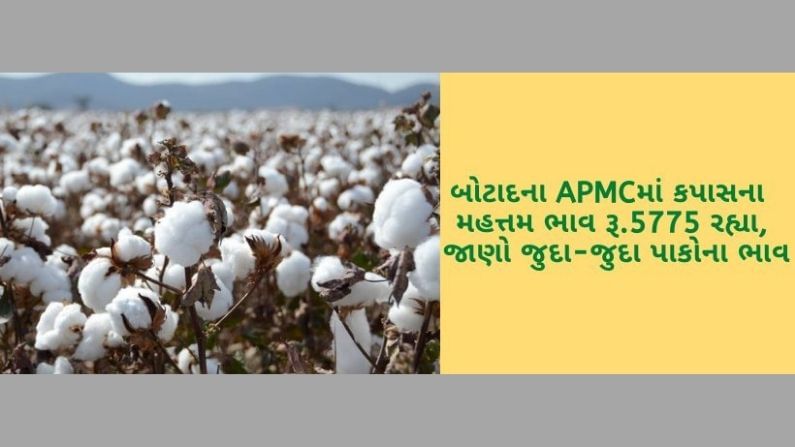 બોટાદના APMCમાં કપાસના મહત્તમ ભાવ રૂ.5775 રહ્યા, ગુજરાતના વિવિધ માર્કેટયાર્ડના 08 ઓક્ટોબરનાં ભાવ