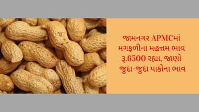 ખેડૂત મિત્રો માટે ગુજરાતના પાકોના ભાવ વિશેની માહિતી, APMC વિશેની માહિતી દરરોજ અમે તમને આપીશું