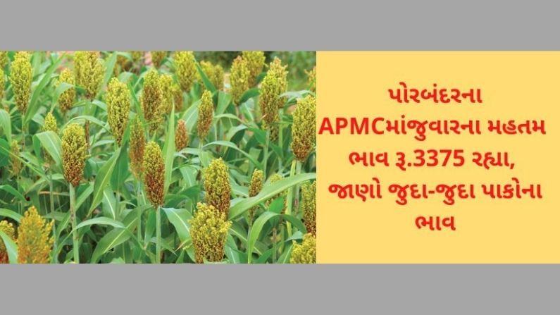 પોરબંદરના APMCમાં જુવારના મહતમ ભાવ રૂ.3375 રહ્યા, જાણો ગુજરાતના વિવિધ માર્કેટ યાર્ડમાં ભાવોની માહિતી
