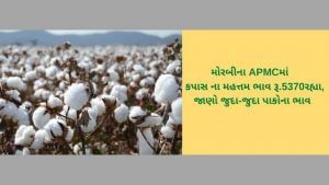 મોરબીના APMCમાં કપાસના મહત્તમ ભાવ રૂ.5370 રહ્યા, ગુજરાતના વિવિધ માર્કેટયાર્ડના 3 ઓક્ટોબરના ભાવ