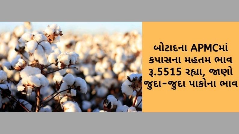 બોટાદના APMCમાં કપાસના મહતમ ભાવ રૂ.5515 રહ્યા, જાણો ગુજરાતના વિવિધ માર્કેટયાર્ડના ભાવની માહિતી