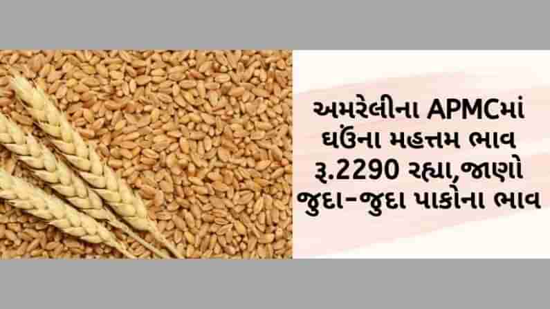 અમરેલીના APMCમાં ઘઉંના મહત્તમ ભાવ રૂ.2290 રહ્યા, જાણો ગુજરાતના વિવિધ માર્કેટ યાર્ડમાં ભાવોની માહિતી