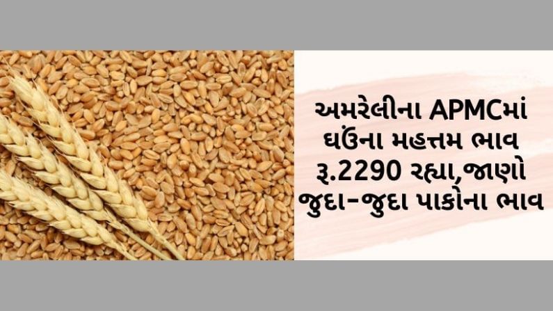 અમરેલીના APMCમાં ઘઉંના મહત્તમ ભાવ રૂ.2290 રહ્યા, જાણો ગુજરાતના વિવિધ માર્કેટ યાર્ડમાં ભાવોની માહિતી