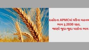 દાહોદના APMCમાં ધઉંના મહત્તમ ભાવ રૂ.2030 રહ્યા, વિવિધ માર્કેટ અને ગુજરાતના યાર્ડના 15 ઓક્ટોબરનાં ભાવની મેળવો માહિતિ