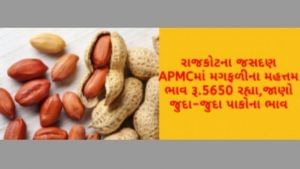 જસદણ APMCમાં મગફળીના મહત્તમ ભાવ રૂ.5650 રહ્યા, ગુજરાતના વિવિધ માર્કેટ યાર્ડમાં ભાવોની માહિતી