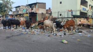 આને જોઈને કોણ કહેશે કે સ્વચ્છતામાં સુરતનો ક્રમ બીજો આવ્યો હતો, શહેરનાં અનેક વિસ્તારો ગંદકી અને ઉકરડાથી વિસ્તારની શોભા વધારી રહ્યા છે, કોર્પોરેશન ક્યારે છોડશે વ્હાલા દવલાની નીતિ?