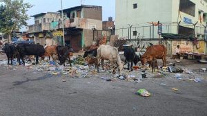 આને જોઈને કોણ કહેશે કે સ્વચ્છતામાં સુરતનો ક્રમ બીજો આવ્યો હતો, શહેરનાં અનેક વિસ્તારો ગંદકી અને ઉકરડાથી વિસ્તારની શોભા વધારી રહ્યા છે, કોર્પોરેશન ક્યારે છોડશે વ્હાલા દવલાની નીતિ?