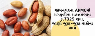 જામનગરના APMCમાં મગફળીના મહતમ ભાવ રૂ.7325 રહ્યા, જાણો ગુજરાતના વિવિધ માર્કેટ યાર્ડમાં ભાવોની માહિતી
