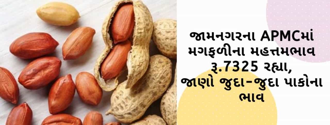 જામનગરના APMCમાં મગફળીના મહતમ ભાવ રૂ.7325 રહ્યા, જાણો ગુજરાતના વિવિધ માર્કેટ યાર્ડમાં ભાવોની માહિતી