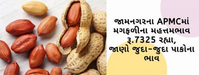 જામનગરના APMCમાં મગફળીના મહતમ ભાવ રૂ.7325 રહ્યા, જાણો ગુજરાતના વિવિધ માર્કેટ યાર્ડમાં ભાવોની માહિતી