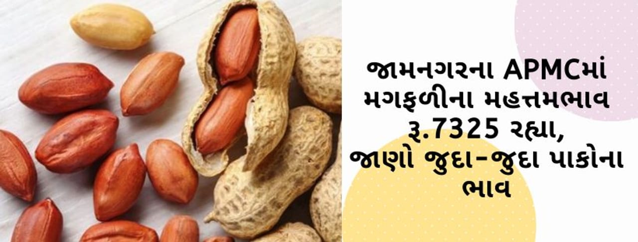 જામનગરના APMCમાં મગફળીના મહતમ ભાવ રૂ.7325 રહ્યા, જાણો ગુજરાતના વિવિધ માર્કેટ યાર્ડમાં ભાવોની માહિતી