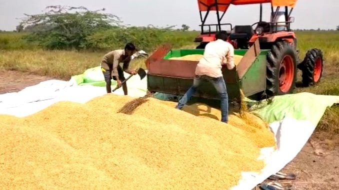 ડાંગરની વાવણી કરનારા ખેડૂતોની દયનિય સ્થિતિ, છેલ્લા તબક્કાના ભારે વરસાદના કારણે ઉત્પાદનમાં 30 ટકા ઘટાડો અને ખર્ચ બમણો
