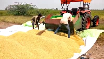 ડાંગરની વાવણી કરનારા ખેડૂતોની દયનિય સ્થિતિ, છેલ્લા તબક્કાના ભારે વરસાદના કારણે ઉત્પાદનમાં 30 ટકા ઘટાડો અને ખર્ચ બમણો