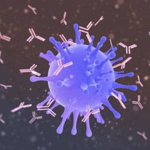 કોરોના સારવાર માટે એન્ટિબોડીઝ મેડિસિન તૈયાર કરાઈ રહી છે, જાણો શેમાંથી બનાવાઈ રહી છે દવા