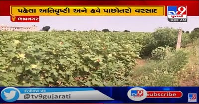 ભાવનગર પંથકમાં પાછોતરા વરસાદે વાળ્યો દાટ, સરકાર સર્વે કરીને સહાય કરે તેવી માગ