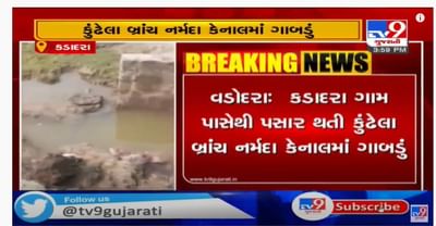 વડોદરાની કુંઢેલા બ્રાંચ કેનાલમાં ગાબડું, ખેડૂતોના ડાંગરના પાકને નુકસાન
