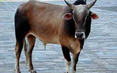 ભરૂચના વાલિયામાં આખલાનું તોફાન, રાહદારીને લીધો અડફેટે