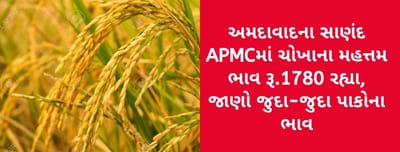 અમદાવાદના સાણંદ APMCમાં ચોખાના મહત્તમ ભાવ રૂ.1780 રહ્યા, જાણો ગુજરાતના વિવિધ માર્કેટ યાર્ડમાં ભાવોની માહિતી