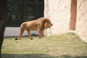 સુરત સરથાણા નેચર પાર્કમાં નવા મેહમાનની એન્ટ્રી, સિંહ અને સિંહણની જોડી જોવા માટે લોકોની ભીડ ઉમટી