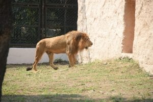 સુરત સરથાણા નેચર પાર્કમાં નવા મેહમાનની એન્ટ્રી, સિંહ અને સિંહણની જોડી જોવા માટે લોકોની ભીડ ઉમટી