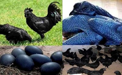 ક્રિકેટ સંન્યાસ પછી ધોની ખોલશે કડકનાથ મરધીનુ પોલટ્રીફાર્મ, બે હજાર બચ્ચાનો આપ્યો ઓર્ડર