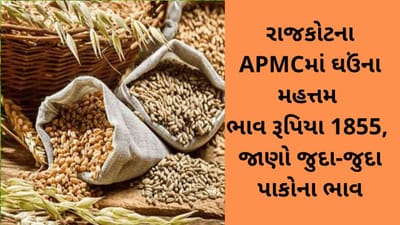 રાજકોટના APMCમાં ઘઉં ના મહત્તમ ભાવ રૂપિયા 1855, જાણો જુદા-જુદા પાકોના ભાવ