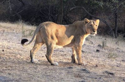 રાજકોટ: ગામડાઓમાં વિહરતા સિંહનો વીડિયો વાયરલ, જુઓ VIDEO