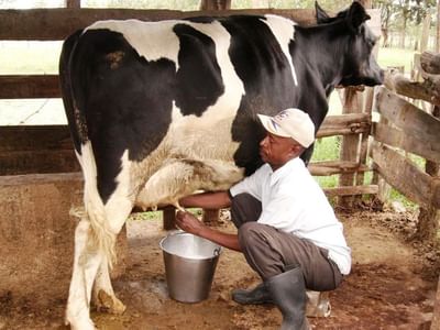 પશુપાલન શરૂ કરવા સરકાર આપશે દુધાળા પશુઓની ખરીદી પર સહાય, જાણો તમામ વિગતો