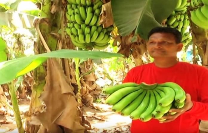 આણંદના ખેડૂત માટે કેળ બન્યું કલ્પવૃક્ષ! કેળાની ખેતી સાથે મુલ્યવર્ધનથી કરી લાખોની કમાણી