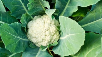 રાત્રી કરફ્યુની સાઇડ ઇફેક્ટ, ફુલાવરના ભાવ ગગડતા ખેડુતો પશુઓને ખવડાવવા અને ભેલાણ કરવા મજબૂર