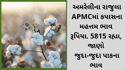અમરેલીના રાજુલા APMCમાં કપાસના મહત્તમ ભાવ રૂપિયા 5815 રહ્યા, જાણો જુદા-જુદા પાકના ભાવ