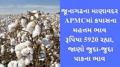 જૂનાગઢના માણાવદર APMCમાં કપાસના મહત્તમ ભાવ રૂ.5920 રહ્યા, જાણો જુદા-જુદા પાકના ભાવ