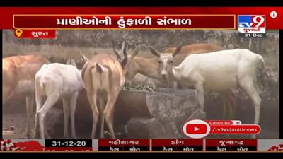 સુરતમાં સરથાણા ZOOમાં પ્રાણીઓને ઠંડીથી રક્ષણ આપવા વિશેષ વ્યવસ્થા ગોઠવાઇ