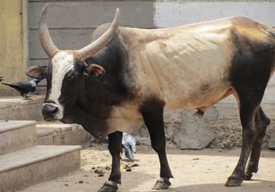 ગીર સોમનાથના કોડીનારમાં આખલાએ રાહદારીને હવામાં ફંગોળ્યો, જુઓ વીડિયો