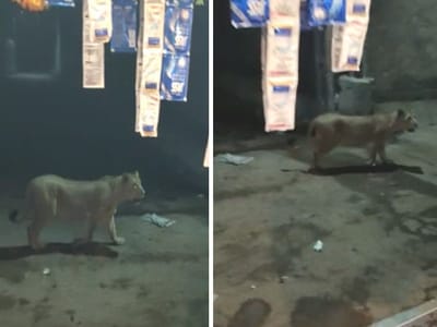 રાજુલાના કોવાયા ગામમાં મારણની શોધમાં આટાફેરા મારતો સિહ વિડીયોમા થયો કેદ