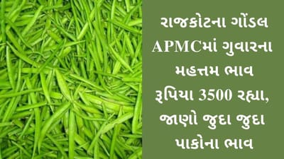 રાજકોટના ગોંડલ APMCમાં ગુવારનો મહત્તમ ભાવ રૂપિયા 3500 રહ્યા, જાણો જુદા-જુદા પાકના ભાવ