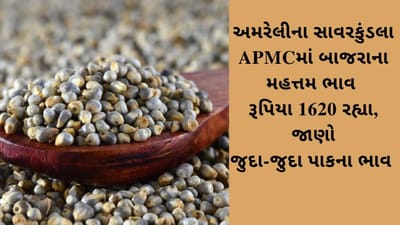 અમરેલીના સાવરકુંડલા APMCમાં બાજરાના મહત્તમ ભાવ રૂપિયા 1620 રહ્યા, જાણો જુદા-જુદા પાકના ભાવ