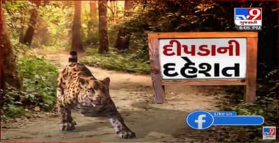 પંચમહાલના ઘોઘંબામાં માનવભક્ષી દીપડાને ટ્રેક કરવામાં વનવિભાગને મળી સફળતા