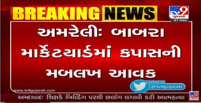 અમરેલીના બાબરા યાર્ડમાં કપાસની મબલખ આવક, સારો ભાવ મળતા ખેડૂતો ખુશ