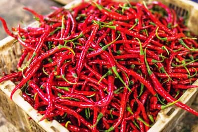 GONDAL APMCમાં લાલ મરચાં અને સફેદ ડુંગળીની થઈ પુષ્કળ આવક