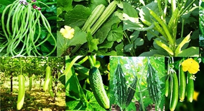 વૈજ્ઞાનિક પદ્ધતિથી કરી શાકભાજીની ખેતી, ઉત્પાદન અને આવકમાં થયો વધારો, સફળવાર્તા