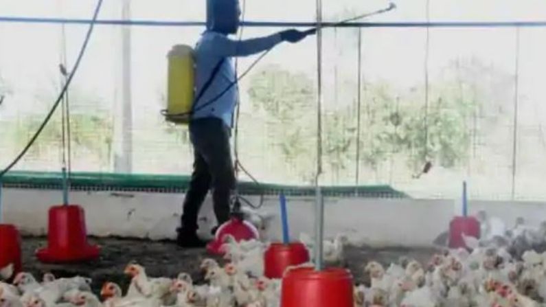 મહારાષ્ટ્રમાં Bird Flu ના વધતા ભય વચ્ચે 119 પક્ષીઓ મૃત હાલતમાં મળી આવ્યા