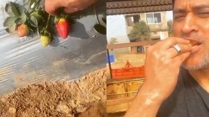 મહેન્દ્રસિંહ ધોની પોતાના ખેતરમાં ઉગેલી તાજી સ્ટ્રોબેરી ખાતો નજરે પડ્યો, જુઓ VIDEO