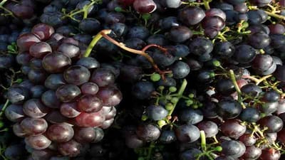 BLACK GRAPES: કાળી દ્રાક્ષના છે અઢળક ફાયદા, વજન ઘટાડાની સાથે સ્વાસ્થ્યનું પણ રાખે છે ધ્યાન