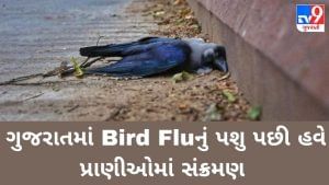 ગુજરાતમાં Bird Fluનું સંક્રમણ પશુઓમાં પહોચ્યું? વડોદરાનાં સાવલીમાં ગાયનાં મોત બાદ તંત્ર હરકતમાં