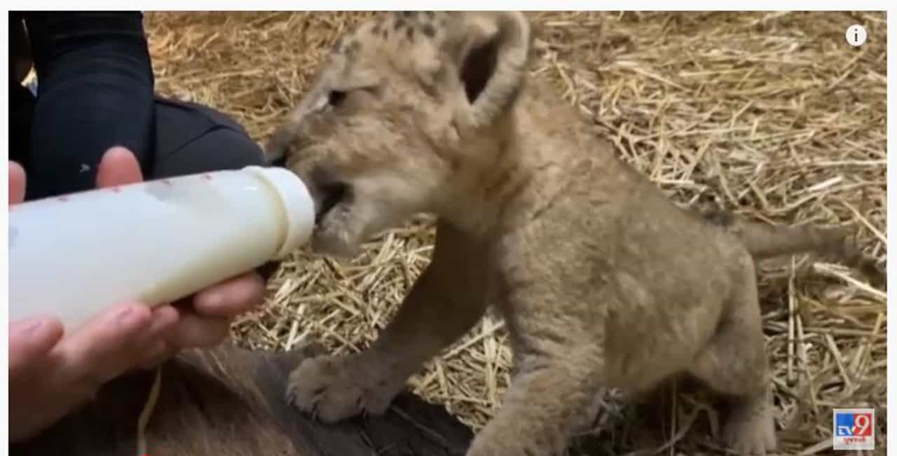 Singapore : કૃત્રિમ ગર્ભધાન કરી સિંહણે આપ્યો સિંબાને જન્મ, ઝુએ કર્યો વિડીયો પ્રકાશિત